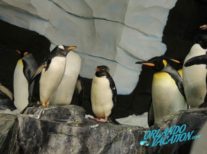 penguin-lovers-weekend-seaw