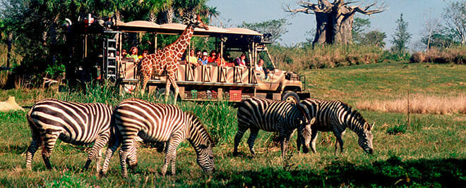 kilimanjaro safari at animal kingdom