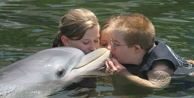 island dolphin care orlando
