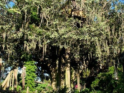 Robinson Treehouse-Orlando Vacation