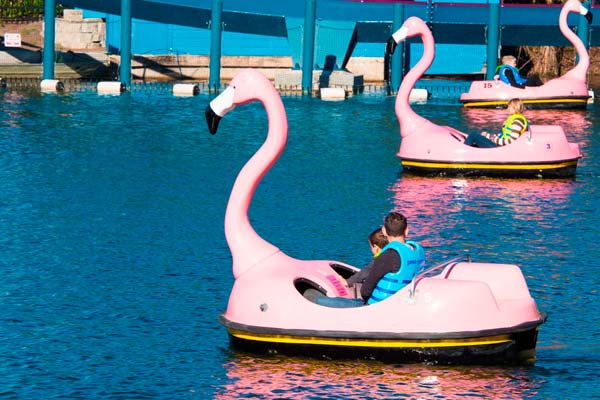 Flamingo Paddle Boats SeaWorld