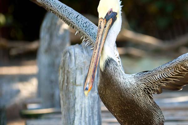 Pelican Preserve SeaWorld