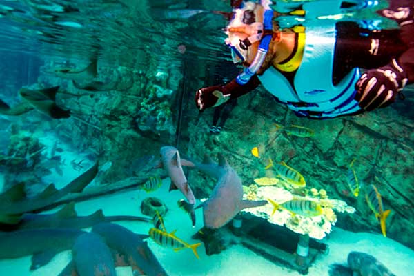 Swim with sharks Discovery Cove Orlando