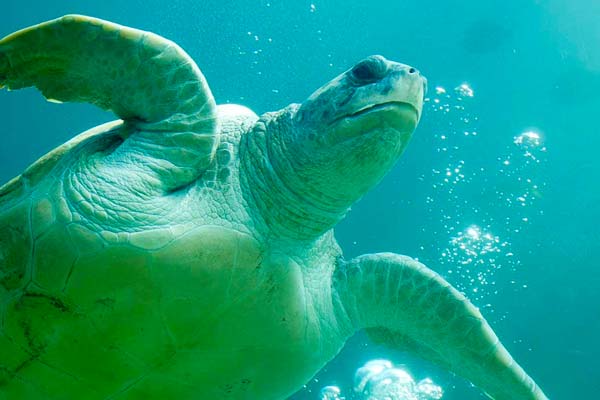 Turtle Trek® SeaWorld