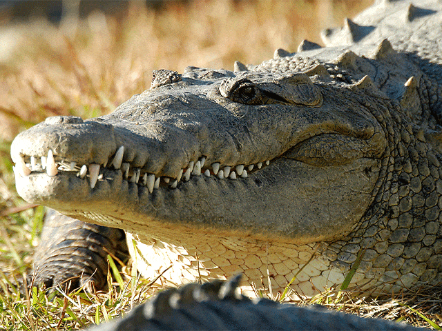 Gatorland William the crocodile - Orlando attractions
