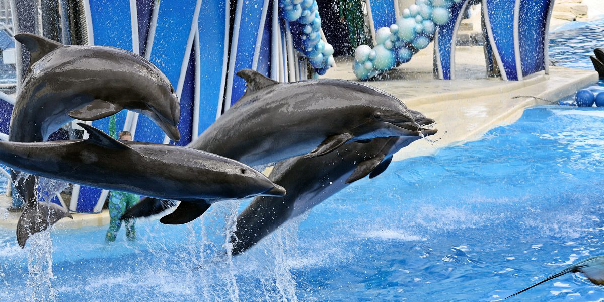 seaworld-dolphins-hero