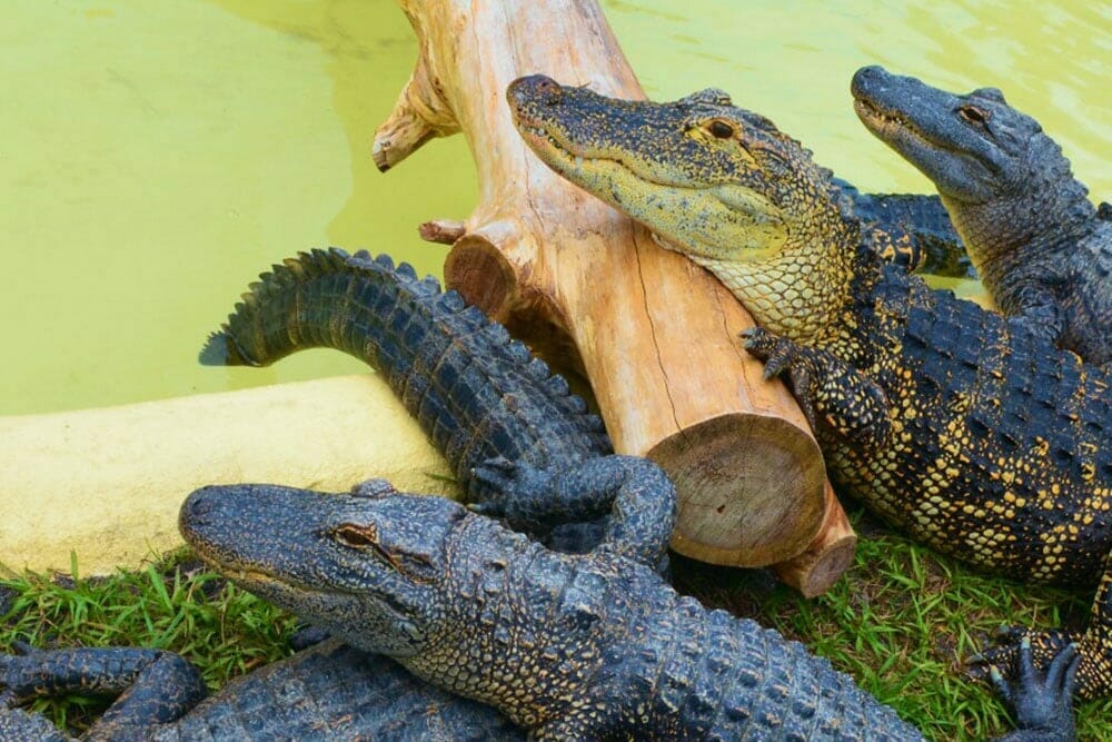 Fun Spot - Alligators
