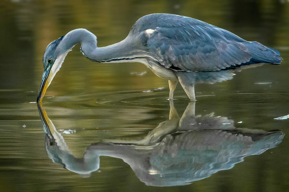 Marsh Landing Blue Heron