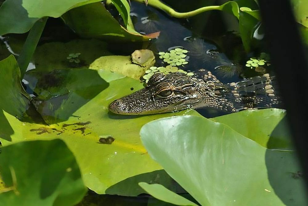 Marsh Landing Small Alligator