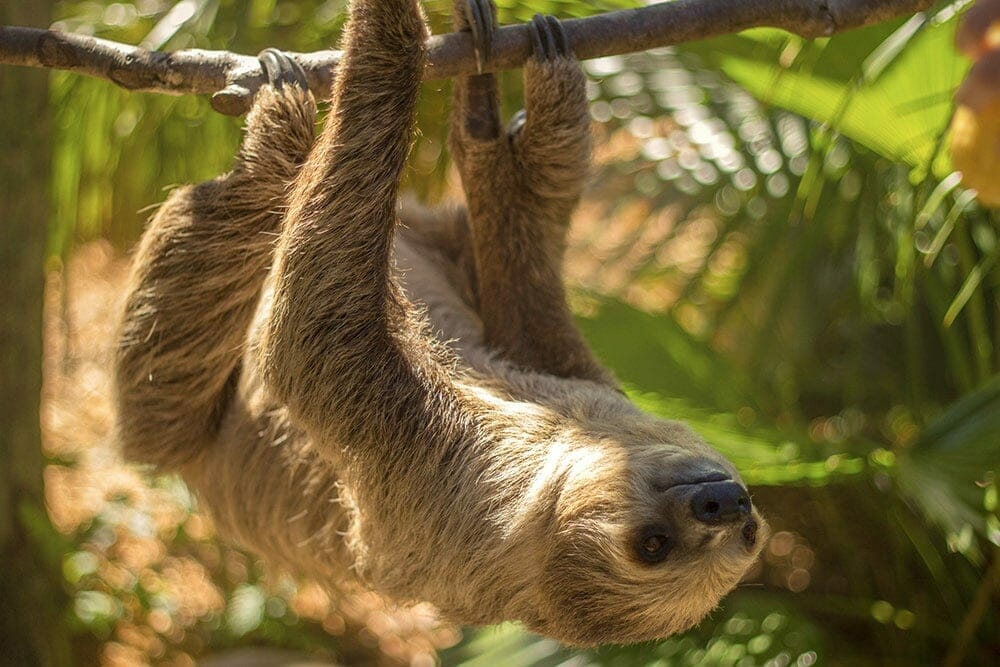 Wild Florida Sloth
