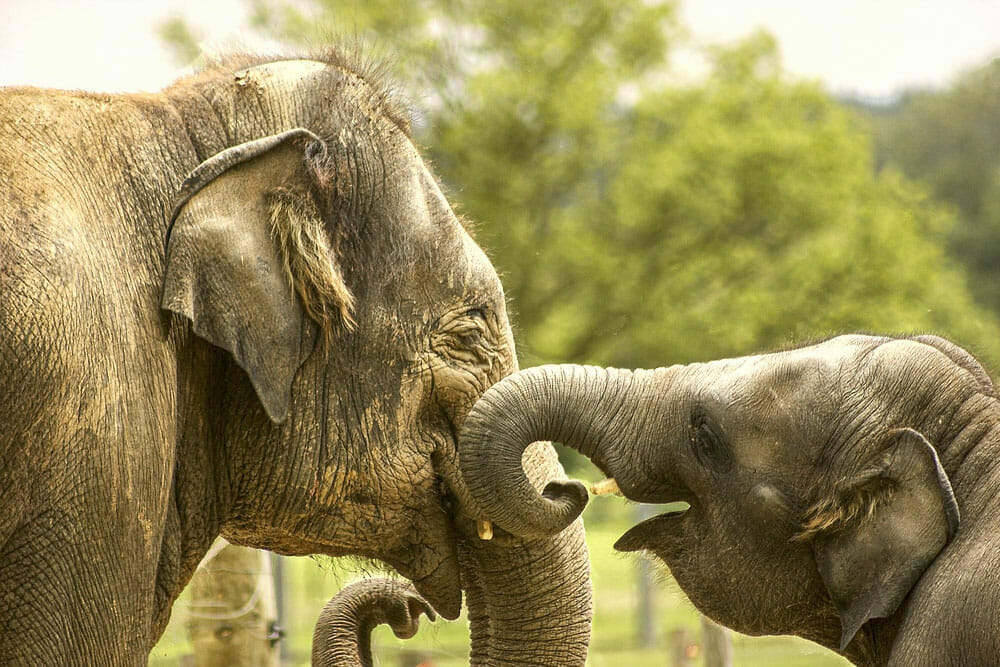 ZooTampa Elephants