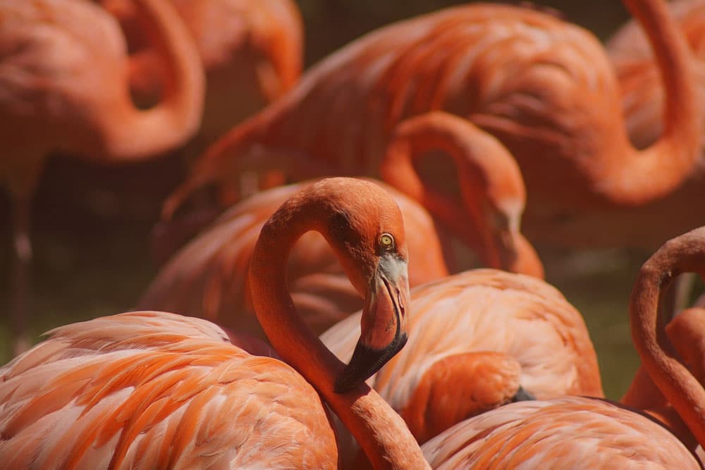 ZooTampa Flamingo